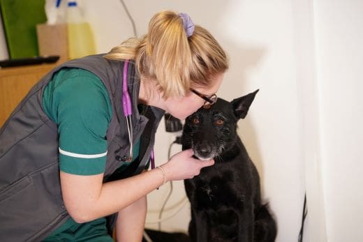 Veterinary Nurse – Crawley