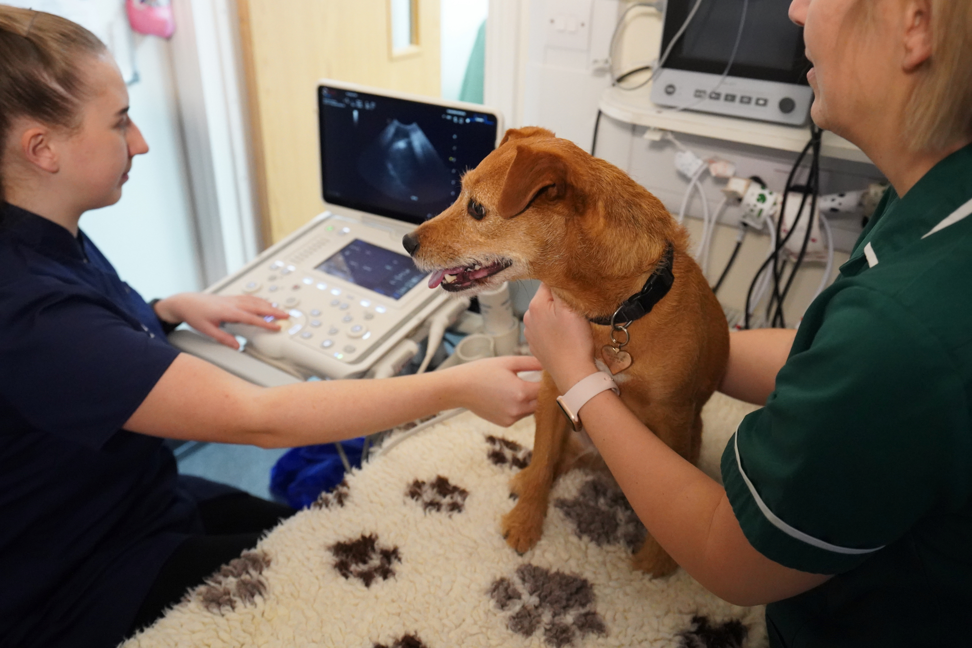 Veterinary Surgeon – Crawley