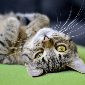 Feline Hypertension Month – May 2026