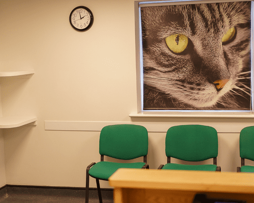 new and empty cat clinic waiting area with green chairs and large cat print on wall