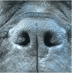 normal nares (nostrils) on a dog