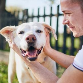 Get Portland Vets’ vital guide to dog health this summer