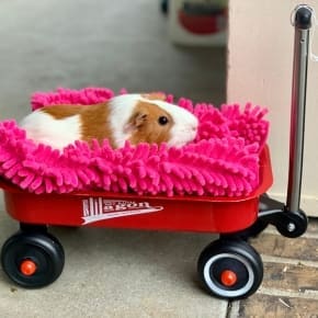 Essential 2024 transportation advice for small furry pets