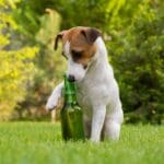 Portland Vets on spring gardening safety for dog owners