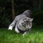 Dealing with tapeworms in cats and other intestinal parasites