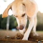 Vet Laura Sulsh shares common signs of worms in dogs to look out for