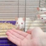 Understanding tapeworms and pinworms in pet mice, rats, and hamsters