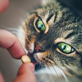Five tried and tested ways to give a cat a tablet
