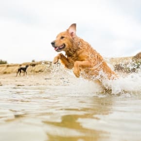 Portland Vets’ Guide to a Safe Summer by the Sea with Your Dog
